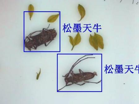 物联网天牛智能监测系统图片2